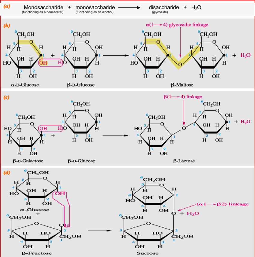 Disaccharide Diagram
